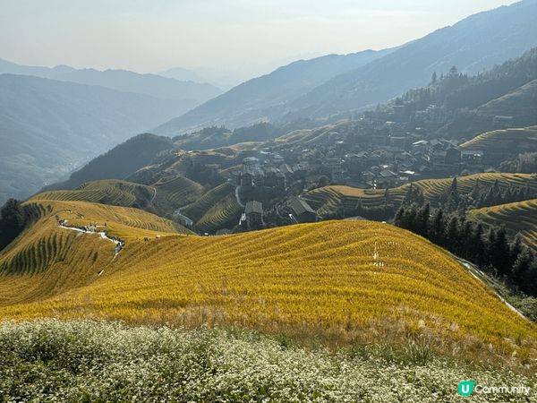 廣西桂林龍脊梯田是中國最著名的梯田之一。每年秋穀收割前是遊覽...