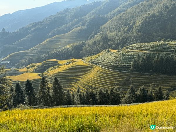 廣西桂林龍脊梯田是中國最著名的梯田之一。每年秋穀收割前是遊覽...