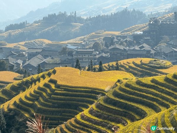 廣西桂林龍脊梯田是中國最著名的梯田之一。每年秋穀收割前是遊覽...
