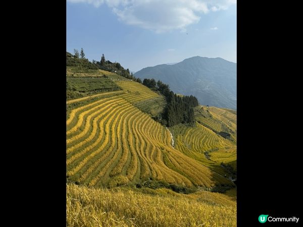 廣西桂林龍脊梯田是中國最著名的梯田之一。每年秋穀收割前是遊覽...