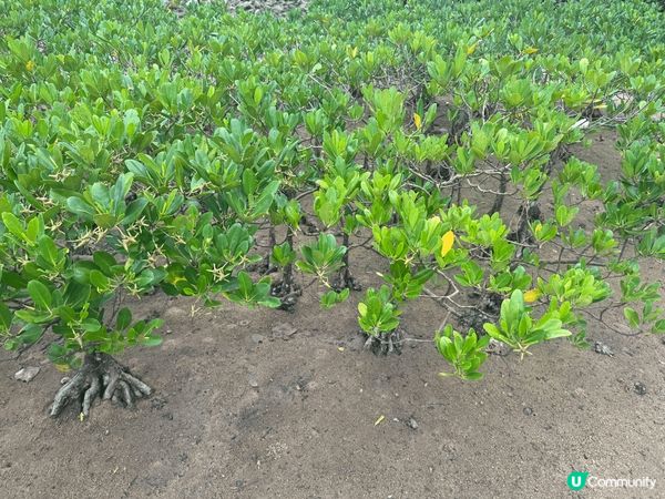 馬鞍山海星灣，紅樹林等生態環境，簡單己去，喜歡大自然朋友不妨...