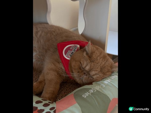 貓之茶房貓貓真係好得意。早排約了朋友去尖沙嘴的分店，可以俾錢...