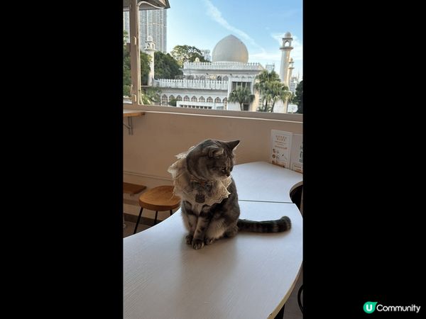 貓之茶房貓貓真係好得意。早排約了朋友去尖沙嘴的分店，可以俾錢...