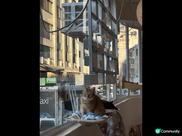 貓之茶房貓貓真係好得意。早排約了朋友去尖沙嘴的分店，可以俾錢...