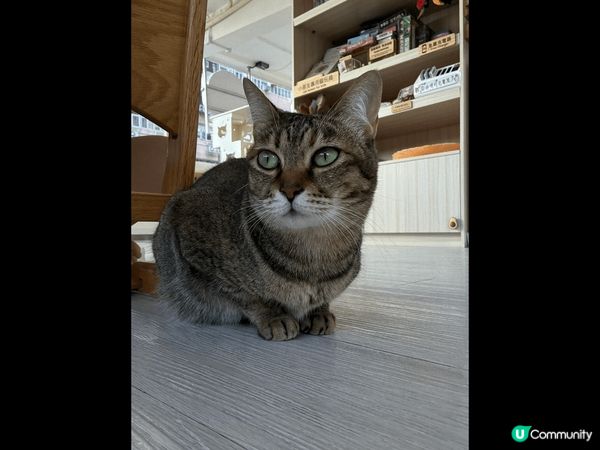 貓之茶房貓貓真係好得意。早排約了朋友去尖沙嘴的分店，可以俾錢...