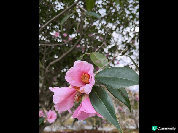 推薦位於日本京都嵐山?天龍寺，庭園、本寺同竹林都充滿舊日本?...