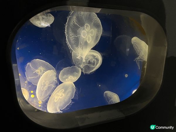 鳥羽水族館不很多有趣可愛的小動物！伊勢的夕陽下份外漂亮