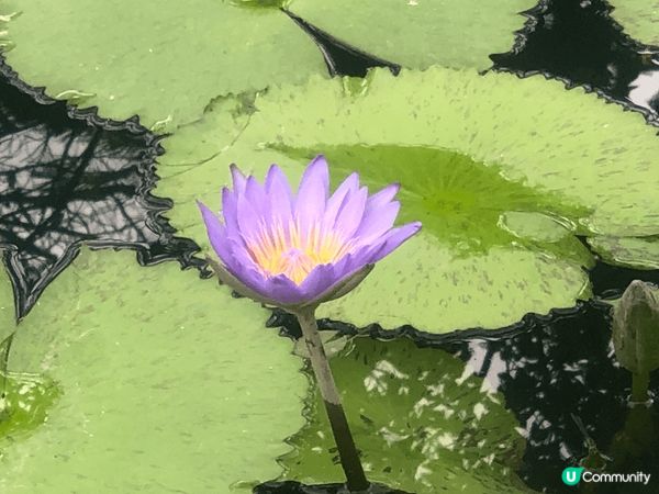 日本?府地獄，主睇?泉，要比入場費，不過有個浸腳的?泉水，大...