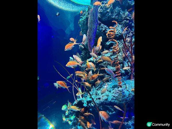 神户AQUARIUM×ART átoa 沉浸式水族館 ！入到...