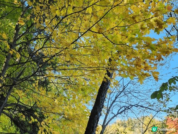 多倫多Bond Lake天色很美，陽光普照，風景如畫，行山打...