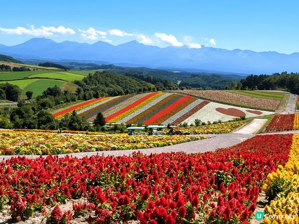 入秋北海道是賞花最佳季節，當現場看到盛放的花砌成一幅美麗花田...