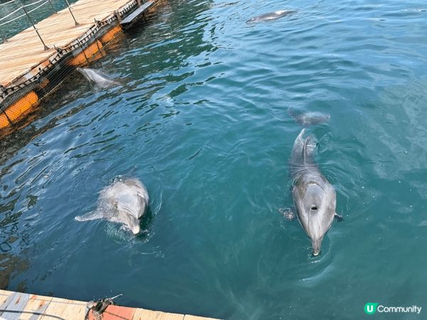 津久見海豚島：可以和海豚拍照，餵食，游泳，零距離接觸的親子好...