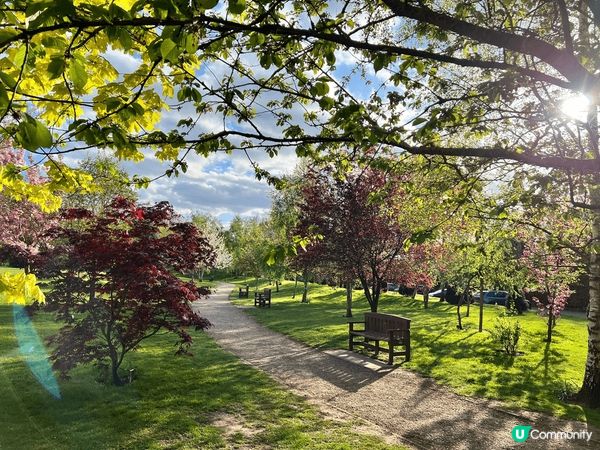 英國自遊行，輕輕鬆鬆在曼徹斯特城遊逛，細看路邊已有初開櫻花於...