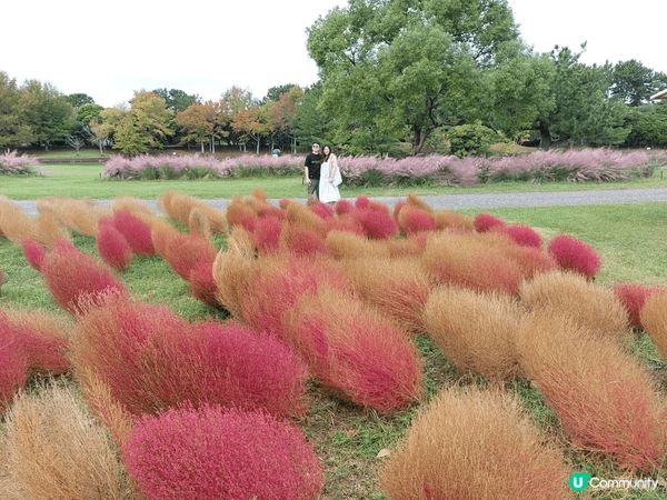 顏色充滿層次感的波波草加上粉紫色芒草，十分適合打卡，環境好舒...