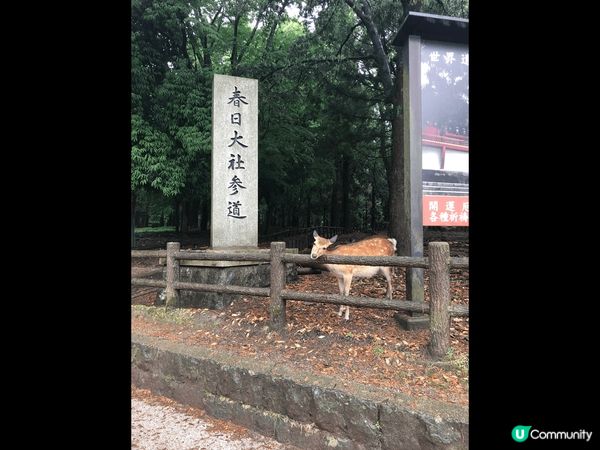 清水寺: 可以穿著漂亮的浴衣拍照留念