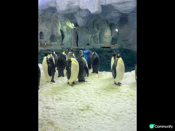 長隆海洋王國，非常適合一家大細入園，園內海洋生物及動物非常多...