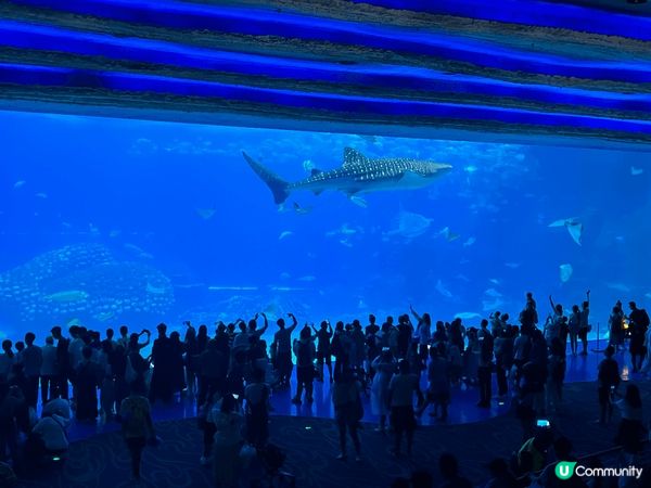 長隆海洋王國，非常適合一家大細入園，園內海洋生物及動物非常多...