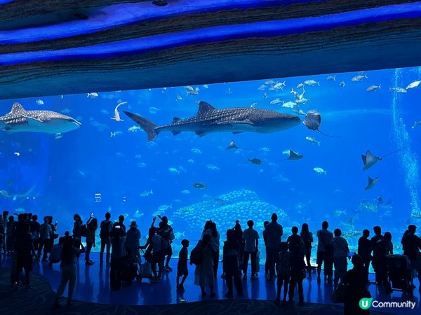 珠海橫琴海洋王國，好適合?家大細去的樂園，小朋友大人都玩得好...