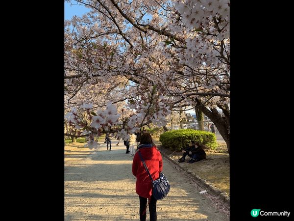 這裡是日本福岡，正值櫻花??季節其實任何一個地方都是打卡位。...