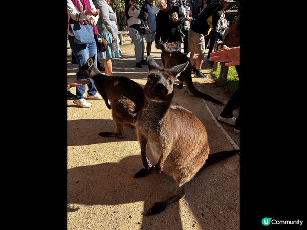 期待已久的澳洲之旅，見到可愛的袋鼠和樹熊，還有宏偉的悉尼歌劇...
