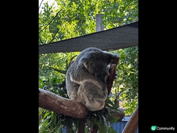 期待已久的澳洲之旅，見到可愛的袋鼠和樹熊，還有宏偉的悉尼歌劇...