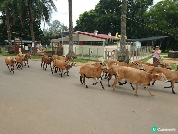 這個台北農場，可以讓遊客近距離親身餵飼不同的草食動物，我覺得...