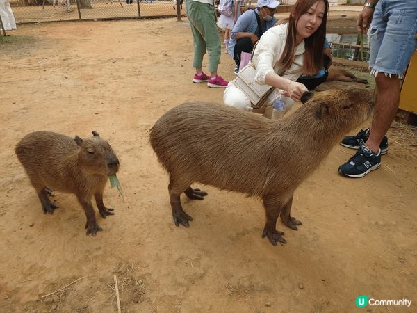 這個台北農場，可以讓遊客近距離親身餵飼不同的草食動物，我覺得...