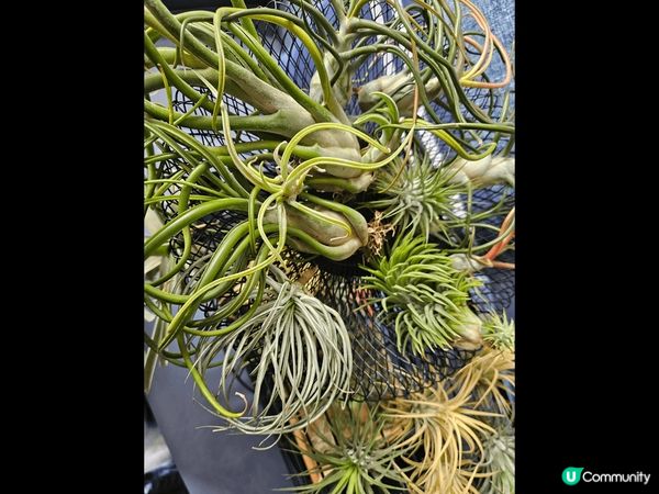 冬天?緊空氣草都非常之靚太子 花墟又有平?空氣草賣喇大家又慶...