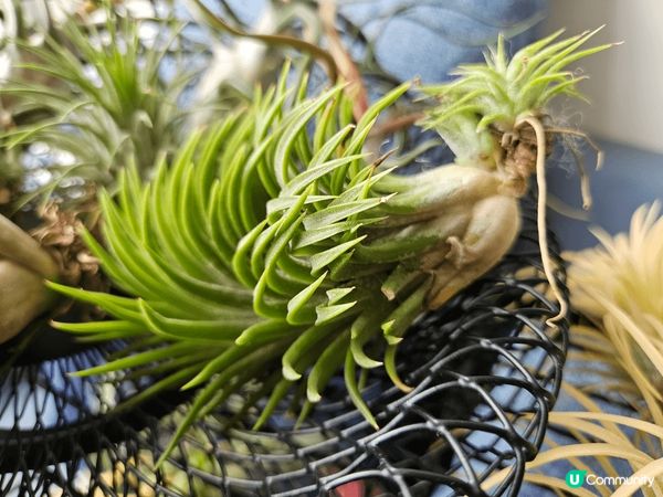 冬天?緊空氣草都非常之靚太子 花墟又有平?空氣草賣喇大家又慶...