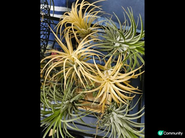 冬天?緊空氣草都非常之靚太子 花墟又有平?空氣草賣喇大家又慶...