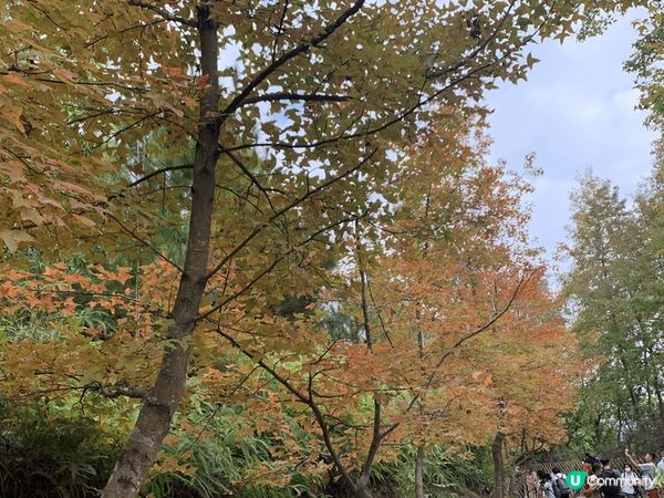 天氣涼左可以去行山啦～上左山呼吸新鮮空氣，真係會咩煩惱都拋底...