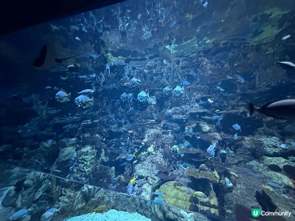 好多動物睇，小朋友好鍾意