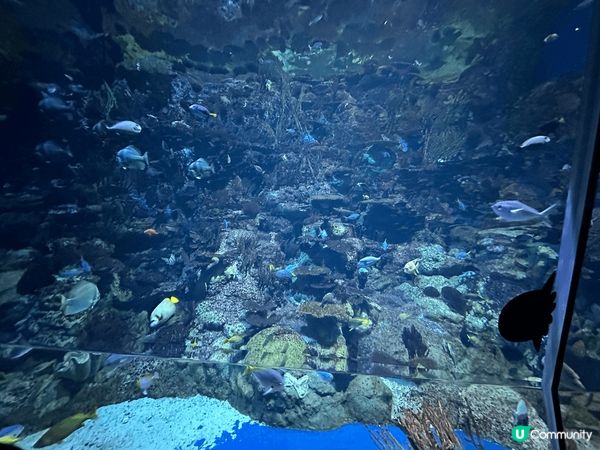 好多動物睇，小朋友好鍾意