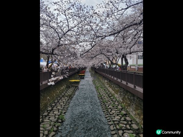 今年我第一次到韓國賞櫻，去到鎮海賞櫻勝地，好浪漫，不愧為打卡...