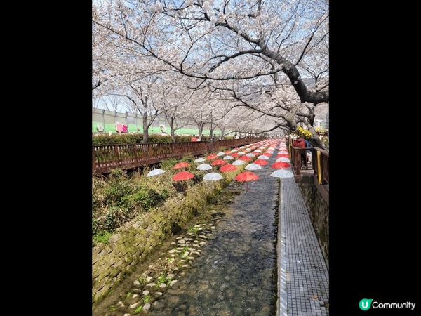 今年我第一次到韓國賞櫻，去到鎮海賞櫻勝地，好浪漫，不愧為打卡...