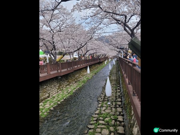 今年我第一次到韓國賞櫻，去到鎮海賞櫻勝地，好浪漫，不愧為打卡...