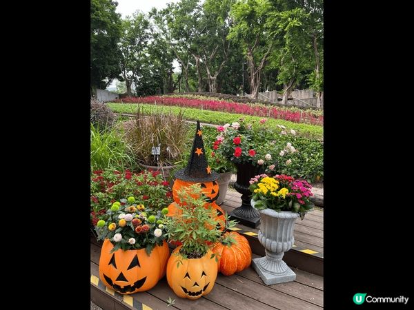 琴日去大埔海濱公園，估唔到園內都加入halloween裝飾～...