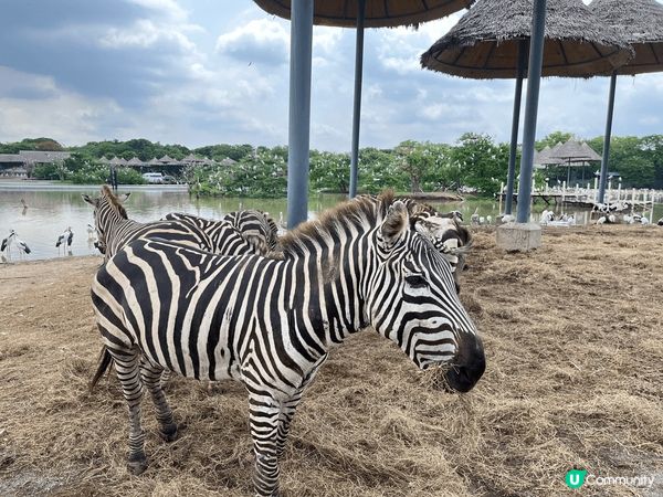 這是泰國野生動物園，可以近距離接觸唔同?動作，看動物表演sh...
