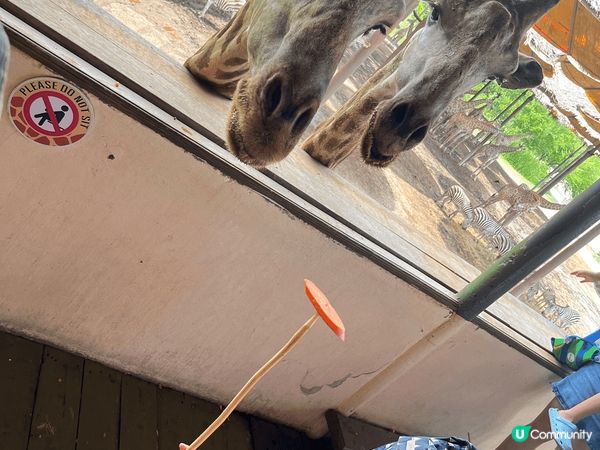 這是泰國野生動物園，可以近距離接觸唔同?動作，看動物表演sh...