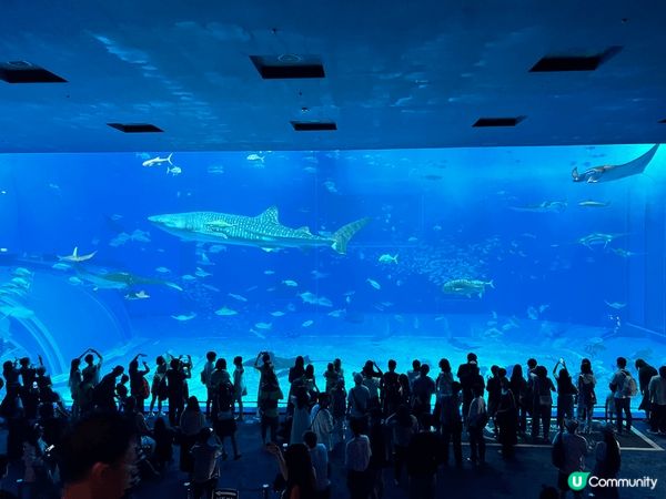 相片係?沖繩美麗海水族館影?，我囡囡第一次搭飛機去旅行，佢好...