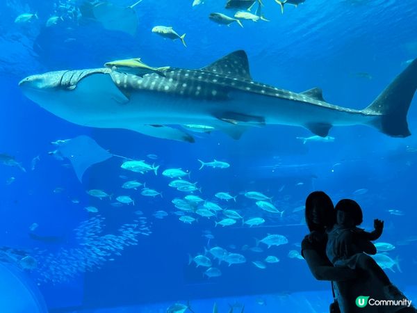 相片係?沖繩美麗海水族館影?，我囡囡第一次搭飛機去旅行，佢好...