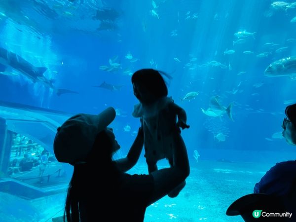 相片係?沖繩美麗海水族館影?，我囡囡第一次搭飛機去旅行，佢好...