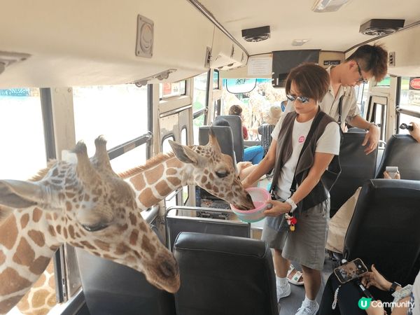 曼谷的北碧野生動物園，除了可以看見很多不同的野生動物外，最特...