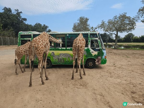曼谷的北碧野生動物園，除了可以看見很多不同的野生動物外，最特...
