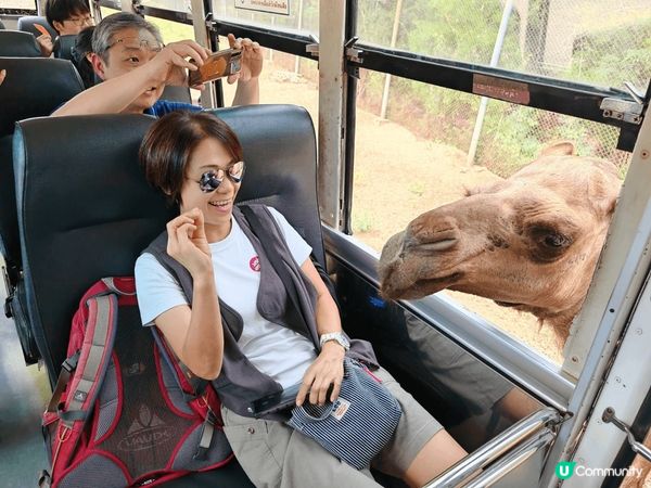 曼谷的北碧野生動物園，除了可以看見很多不同的野生動物外，最特...