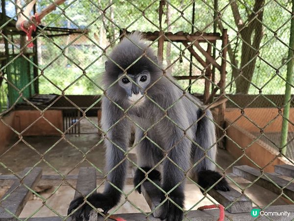 曼谷的北碧野生動物園，除了可以看見很多不同的野生動物外，最特...