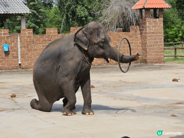 曼谷的北碧野生動物園，除了可以看見很多不同的野生動物外，最特...
