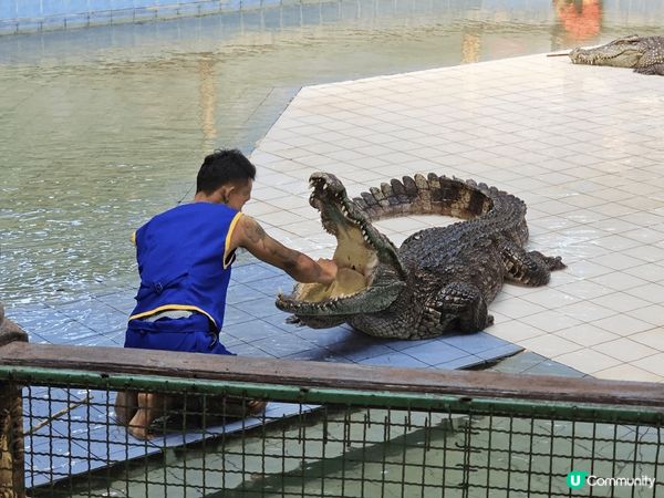 曼谷的北碧野生動物園，除了可以看見很多不同的野生動物外，最特...