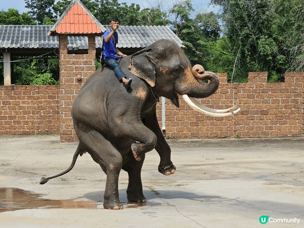 曼谷的北碧野生動物園，除了可以看見很多不同的野生動物外，最特...