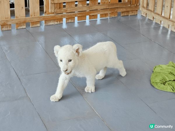 曼谷的北碧野生動物園，除了可以看見很多不同的野生動物外，最特...